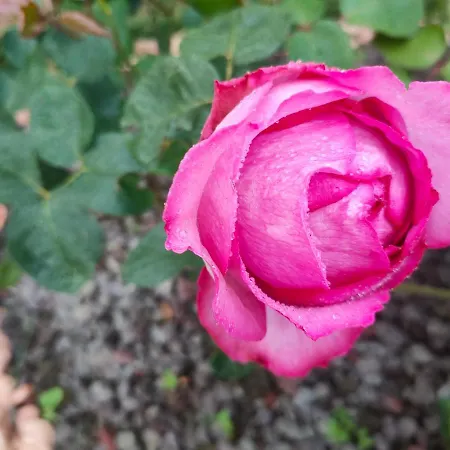 בית נופש Rufus House *